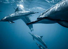 开云体育-WTT首席执行官首谈“刘国梁卸任”与“运动员健康”